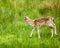 White-tailed deer Odocoileus virginianus