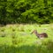 White-tailed deer Odocoileus virginianus