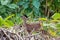 White-tailed deer, Odocoileus virginianus, Curu Wildlife Reserve, Costa Rica wildlife