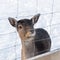 White-Tailed Deer, Odocoileus virginianus, Sniffs Behind Fawn`s Ears - captive animals