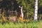 The white-tailed deer pasturing in the meadows woods of the Southern Finland, Uusimaa, cute wild white tailed deers in the