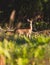 The white-tailed deer pasturing in the meadows woods of the Southern Finland, Uusimaa, cute wild white tailed deers in the