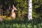 The white-tailed deer pasturing in the meadows woods of the Southern Finland, Uusimaa, cute wild white tailed deers in the