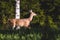 The white-tailed deer pasturing in the meadows woods of the Southern Finland, Uusimaa, cute wild white tailed deers in the