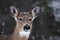 White-tailed deer portrait in the falling snow in winter in Canada