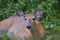 White Tailed Deer relaxing in summer meadow