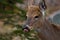 White-tailed deer roaming free in the Canadian forest