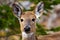 White-tailed deer roaming free in the Canadian forest