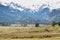 White-tailed deer in Rocky Mountains