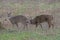 White Tailed Deer rutting season in Cades Cove, part of the Smoky Mountains.