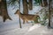 White tailed deer seeking food in snow