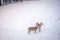 White tailed deer seeking food in snow