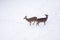 White tailed deer seeking food in snow
