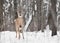 White-Tailed Deer in Snowy Woods