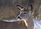 A White-tailed deer standing in an autumn snowy covered meadow in Canada