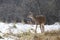 A White-tailed deer standing in an autumn snowy covered meadow in Canada