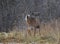 A White-tailed deer standing in an autumn snowy covered meadow in Canada