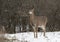 A White-tailed deer standing in an autumn snowy covered meadow in Canada