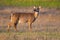 White-tailed deer standing in a field