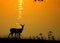 White-tailed deer at sunset