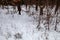 White-tailed deer tracks going in and out of private wooded land with posted no hunting or trespassing sign