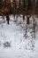 White-tailed deer tracks going in and out of private wooded land with posted no hunting or trespassing sign