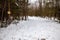 White-tailed deer tracks going in and out of private wooded land with posted no hunting or trespassing sign