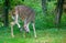 White tailed deer using hoof to scratch ear