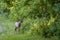 White-tailed deer with velvet antlers foraging in the park