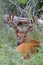 White-tailed deer with velvet antlers in spring resting in the grass