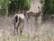 White-Tailed Deer Walking Away Toward Friend In Sunny Field