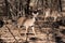 White-tailed deer walking through a patch of sunlight