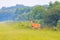 White-tailed deer walks out from thick brush at the Bald Knob Wildlife Refuge in Bald Knob