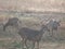 White Tailed Deer in Washington State