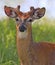 White-tailed Deer young male portrait into the grass