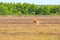 A white-tailed doe and her fawn walk across a field in Bald Knob Wildlife Refuge in Bald Knob