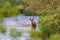 White-tailed doe Odocoileus virginianus standing in the edge of a river in the wilderness during summer.