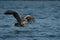 White-tailed Eagle