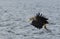 White Tailed Eagle