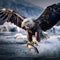White-tailed Eagle with catch fish in snowy winter snow in forest habitat landing on ice. Action wildlife winter scene from
