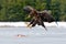 White-tailed Eagle with catch fish in snowy winter, snow in forest habitat, landing on ice. Action wildlife winter scene from Euro