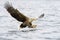 White-tailed Eagle catching fish.