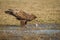 White tailed eagle eating a freshly caught fish