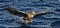 White-tailed eagle fishing. Adult white-tailed eagle Haliaeetus albicilla, also known as the ern, erne, gray eagle, Eurasian sea
