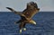 White-tailed eagle fishing. Adult white-tailed eagle Haliaeetus albicilla, also known as the ern, erne, gray eagle, Eurasian sea