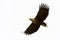 White-tailed Eagle in flight