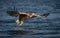 White-tailed Eagle in flight