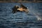 White-tailed Eagle in flight