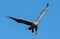 White-tailed eagle in flight. Blue sky background. Scientific name: Haliaeetus albicilla, also known as the ern, erne, gray eagle