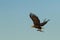 White-tailed eagle in flight with caught fish from sea,Scotland,Haliaeetus albicilla, majestic sea eagle with fish in its big claw